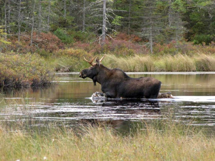 Five Ponds Wilderness A Moose Paradise The Adirondack Almanack