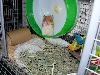 6.5 inch hamster wheel