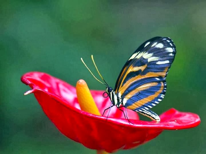 Alluring Butterfly in flower