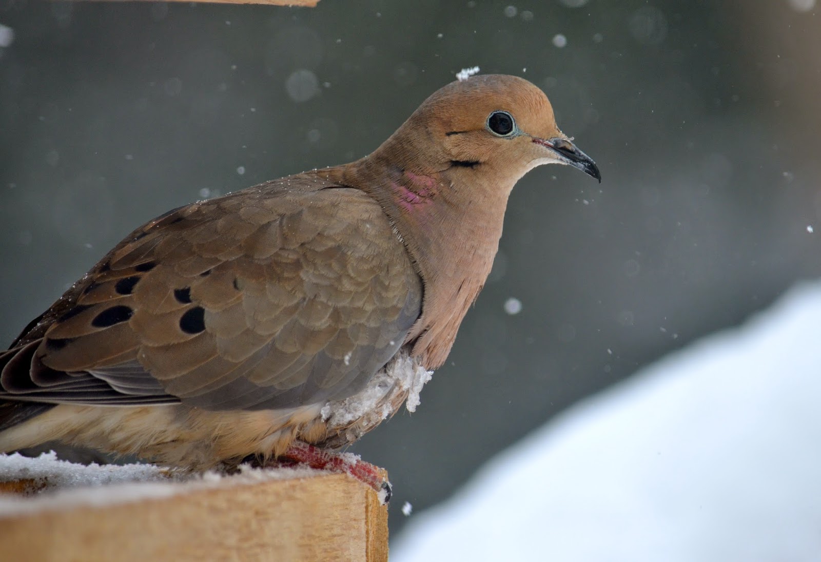 Brandon's Big Year in Birding Species Spotlight The Morning Dove