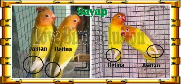 love bird solusion membedakan jenis kelamin pada lovebird love bird solusion membedakan jenis kelamin pada lovebird