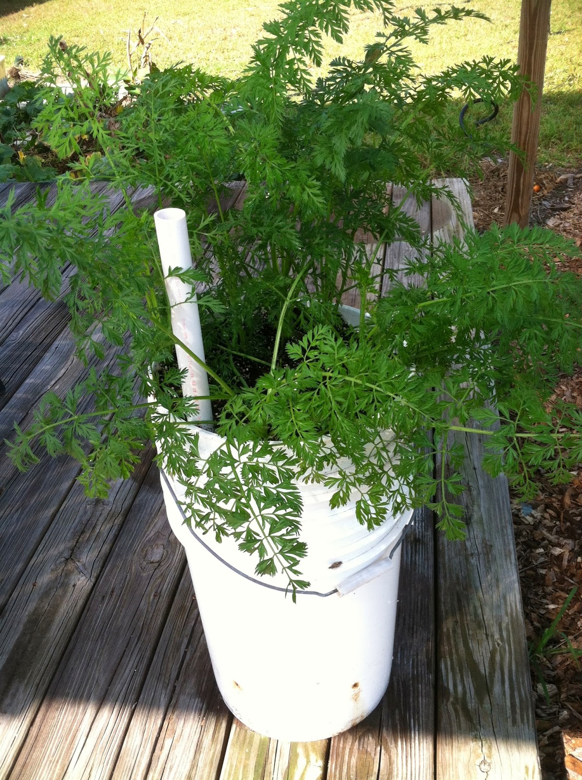 Sulcata Grove Growing Carrots in a Bucket