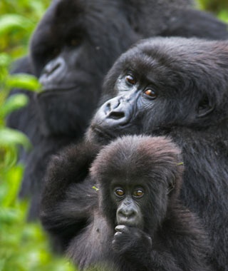 safaris endangered animal trekking gorilla bucket list via africa central rouse corbis andy gorillas