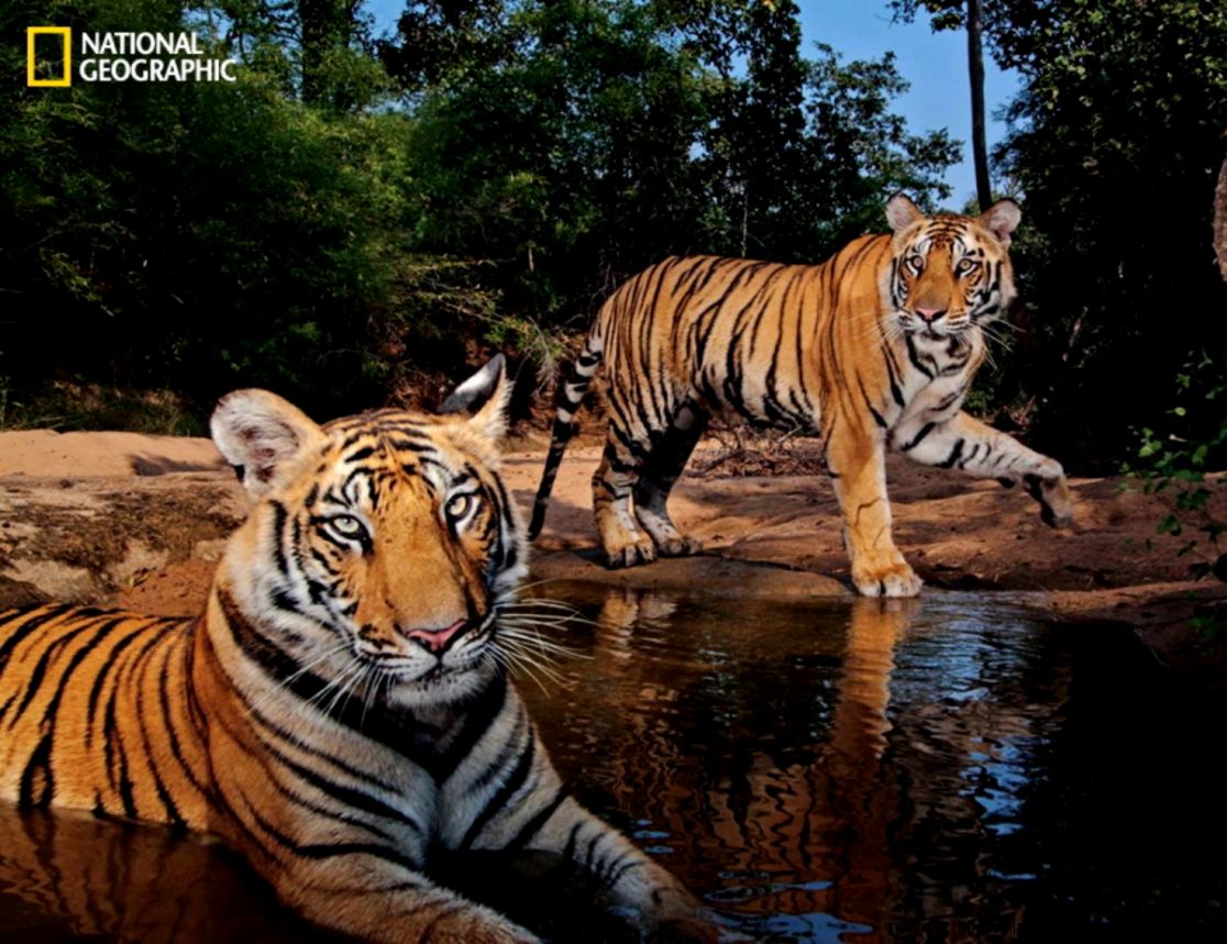 Bandhavgarh National Park India in 2011 Photos National Bandhavgarh National Park India in 2011 Photos National