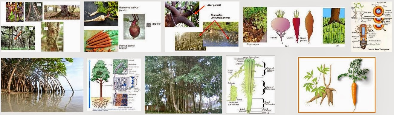 Sejarah Biologi Fungsi Modisikasi Akar Tumbuhan