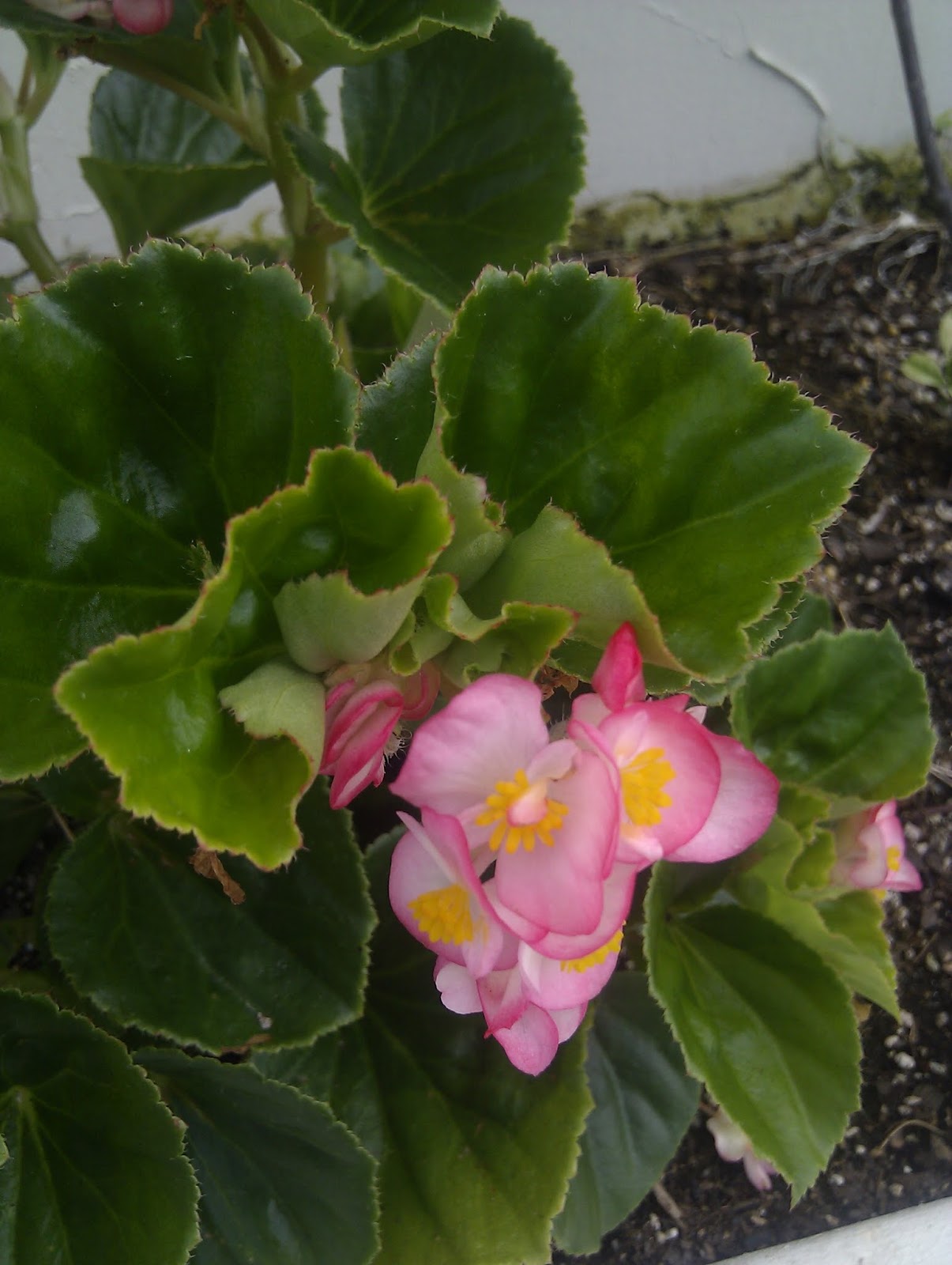 Plants found in Singapore Begonia grandis