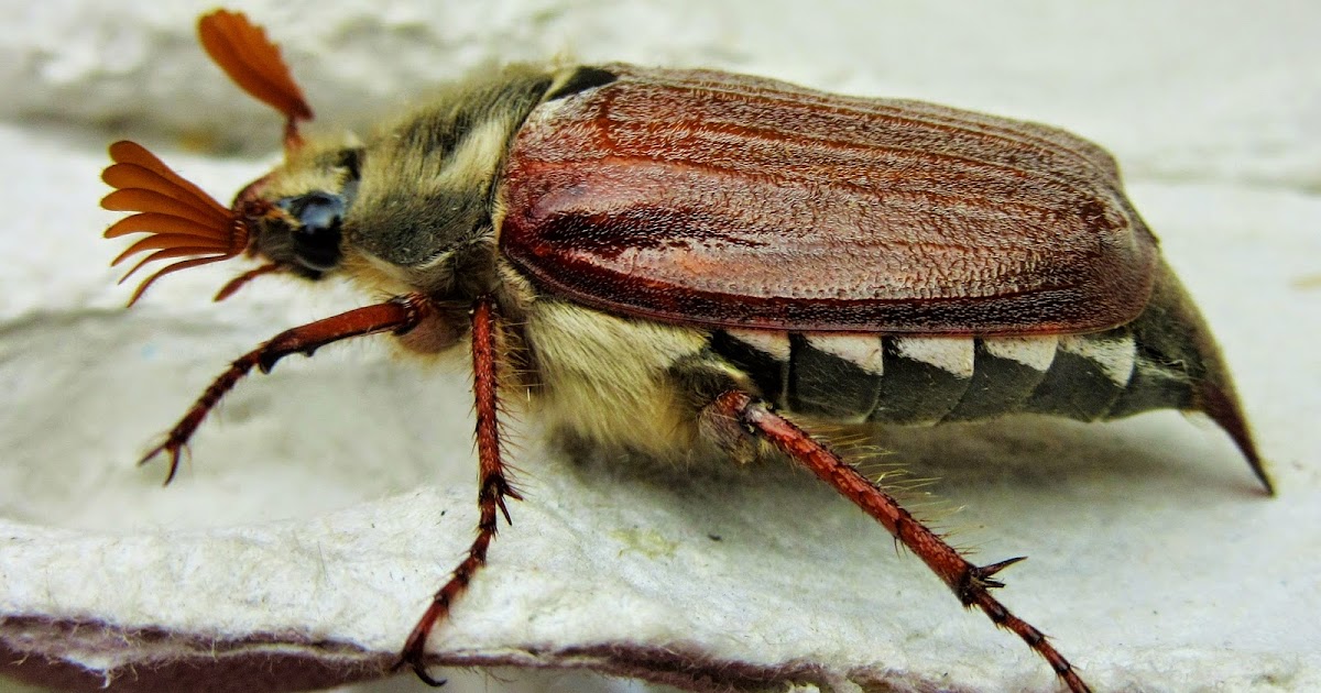Bug Mad Girl A box of Cockchafers