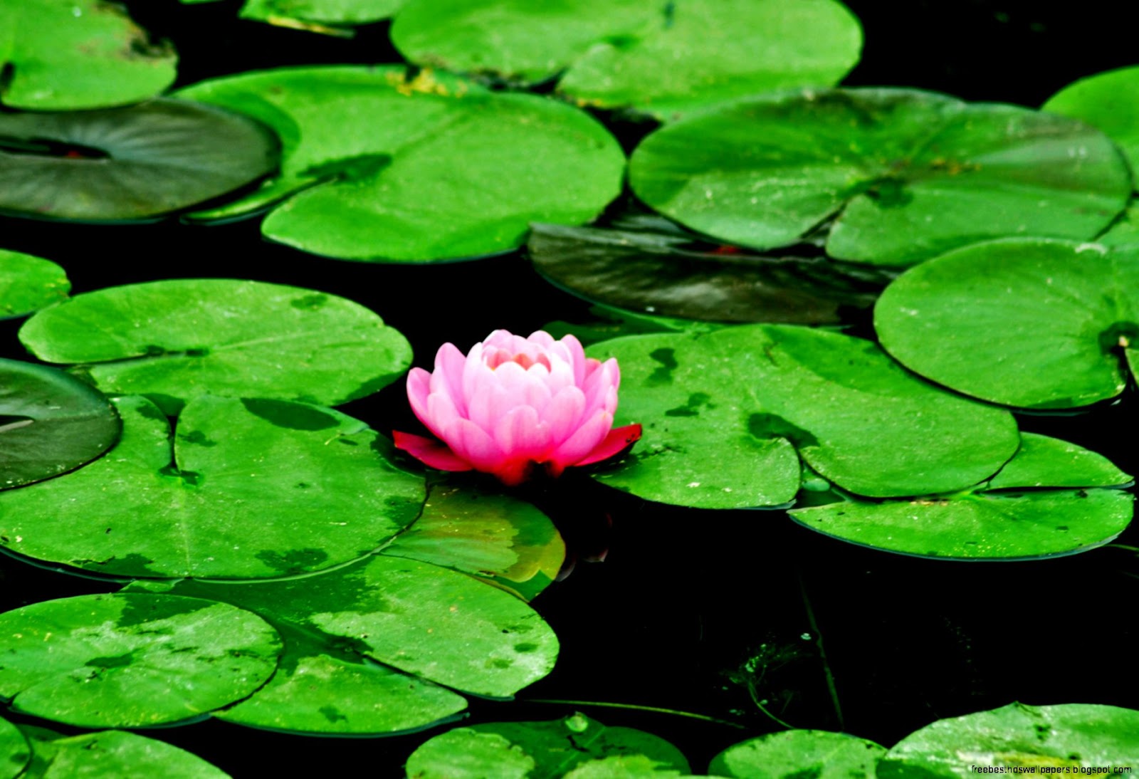 Lotus Flower Pond Lotus Flower Pond