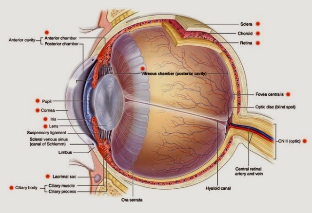 Bagian-bagian mata manusia