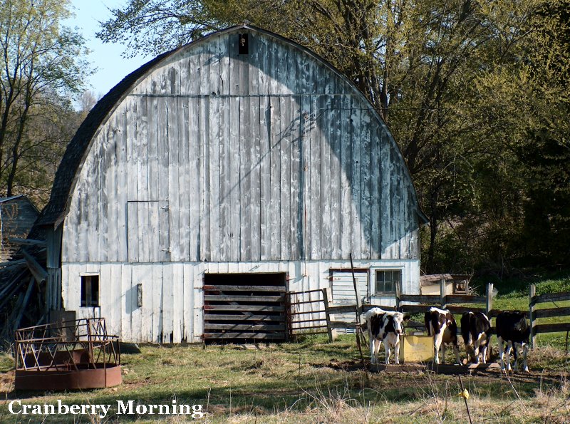 Cranberry Morning Barns of Northwest Wisconsin