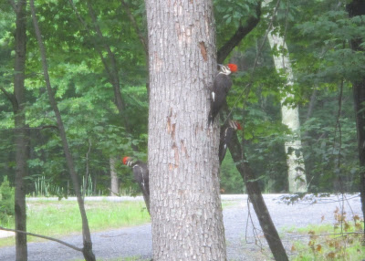 Pileated Woodpecker 3