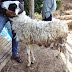 Jual Kambing Domba dan Sapi untuk Qurban 2014