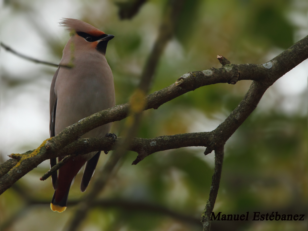 Miradas Cantábricas: Ampelis europeo (Bombycilla garrulus)