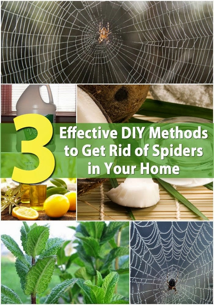 3 Effective DIY Methods to Get Rid of Spiders in Your Home Handy DIY