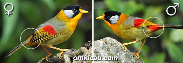 Foto Burung Panca Warna Jantan