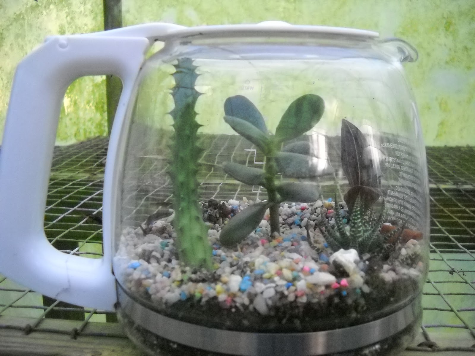 Gold Hill Plant Farm Terrariums Made From Coffee Pots