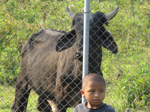 Sure glad there was a fence!