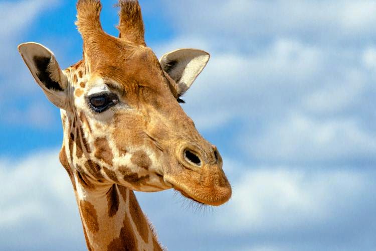Звуки животных жираф скачать