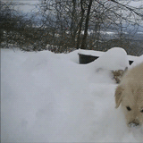 12 These GIFs of dogs playing in the snow will make you like snow again