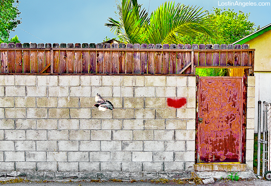 Pigeon Fence