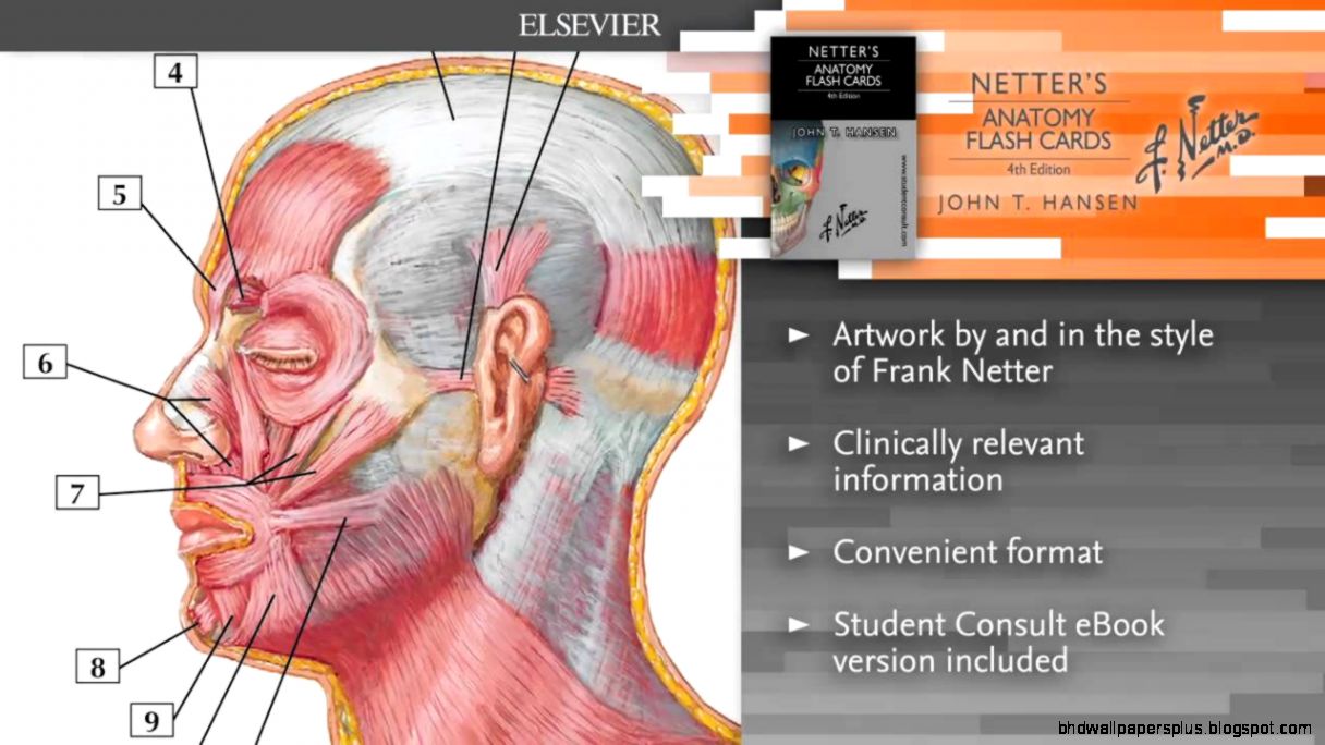 Netters Anatomy Flash Cards 4th edition ISBN 9780323185950 US Netters Anatomy Flash Cards 4th edition ISBN 9780323185950 US