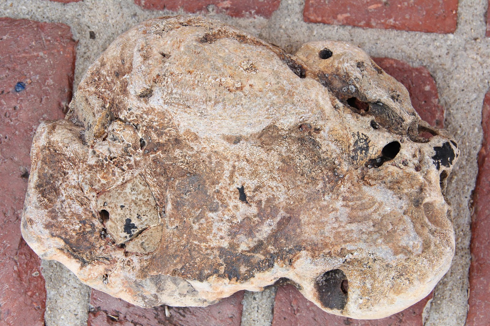 Fossiliferous Several fossils found at the beach