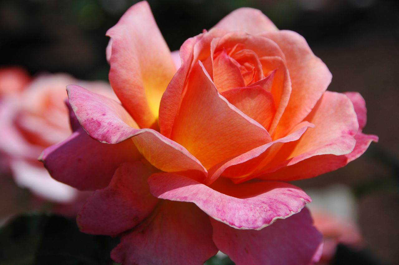 A Sense Of Wonder 美哉山河 Rose Garden in Yokohama 港の見える公園の満開のバラ