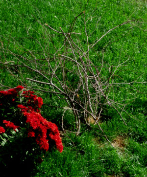 A Home Grown Journal More On Witches Broom