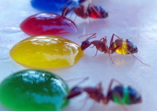 Ternyata Perut Semut Bisa Berubah Warna-warni