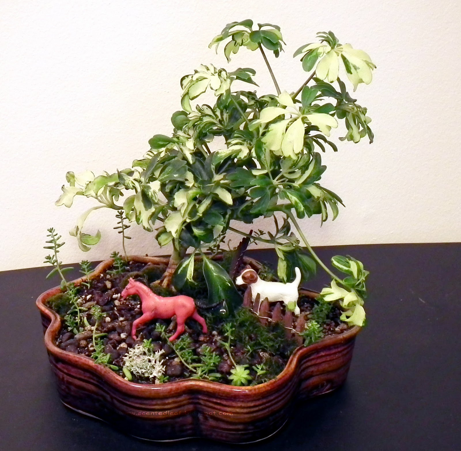 Scented Leaf Bonkei With Dwarf Umbrella Trees Scented Leaf Bonkei With Dwarf Umbrella Trees