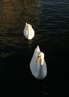 Pair of swans in the late afternoon sunlight, Barnegat Bay, Bay Head, New Jersey
