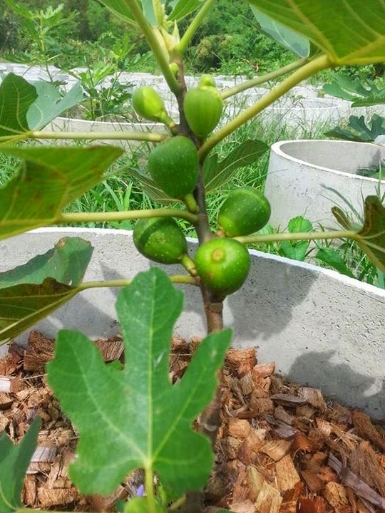 Figs Photo Collection Around the World French Fig When Are Figs Ripe