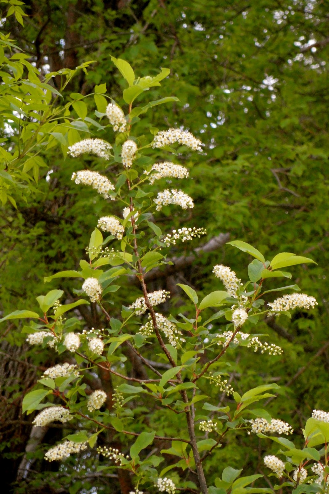 Chokecherry Blossoms Farmer Bloggers