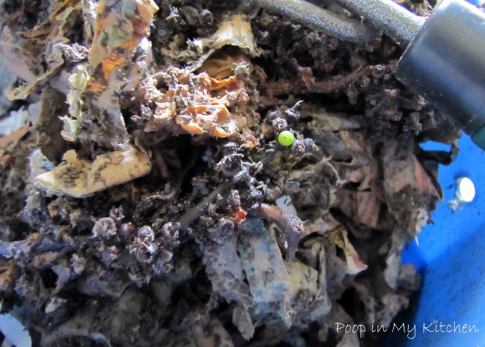 Poop in My Kitchen What's Left of Chuck's Grapes, 090510