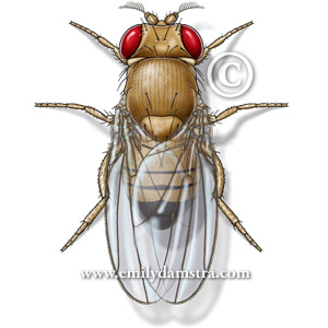 fruit fly pictures