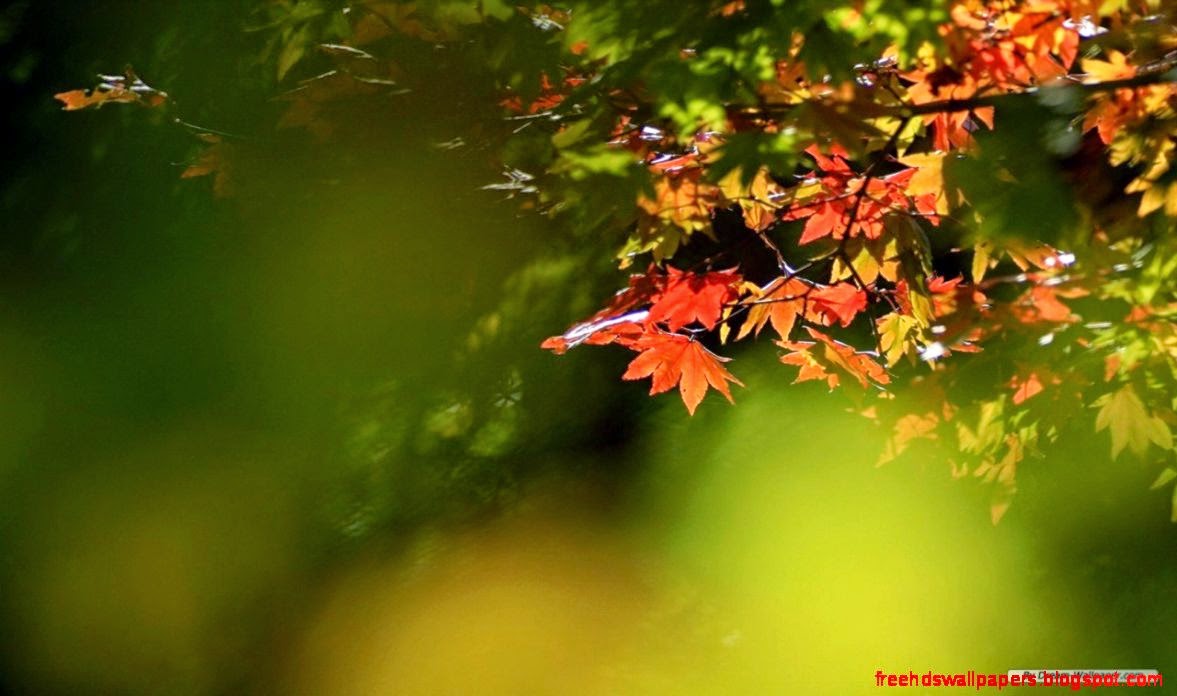 Free Wallpaper  Best Wallpapers HD Free Wallpaper  Best Wallpapers HD