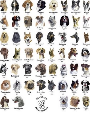 Dog Breeds List. Affenpinscher Afghan Hound Aidi Airedale Terrier
