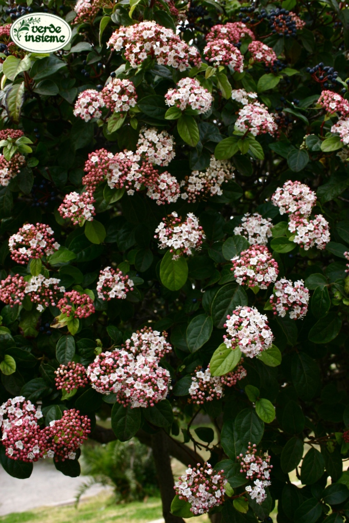 Vegetal Art La Minute Jardin Sur France Bleu Berry Societe D