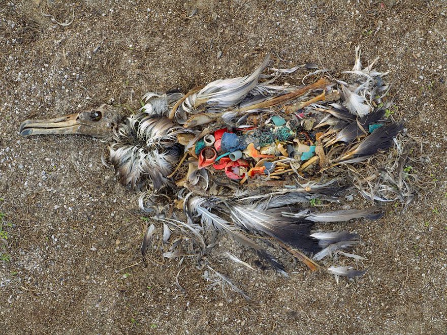 #5 Albatross Killed By Excessive Plastic Ingestion In Midway Islands (North Pacific) - 22 Heartbreaking Photos Of Pollution That Will Inspire You To Recycle #5 Albatross Killed By Excessive Plastic Ingestion In Midway Islands (North Pacific) - 22 Heartbreaking Photos Of Pollution That Will Inspire You To Recycle
