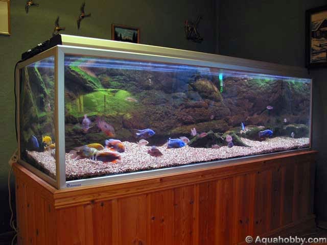 حوالة مالية التكفير عن الذنب صدفة طريقة عمل سخان حوض السمك Livelikedoug Org