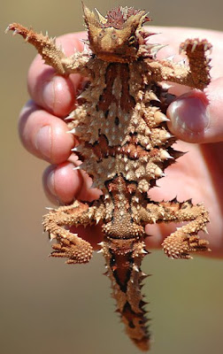 Strange Thorny Mountain Devil Lizard Seen On www.coolpicturegallery.us Strange Thorny Mountain Devil Lizard Seen On www.coolpicturegallery.us