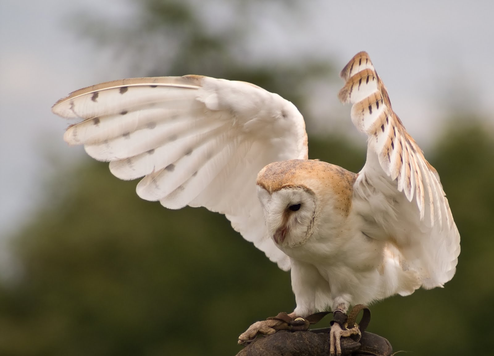 Barn Owl Amazing Animal Basic Facts & Pictures Animals Lover