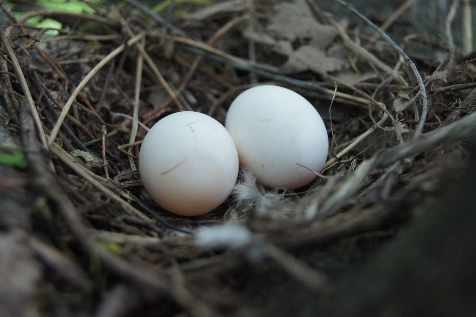 portraits of HIS handiwork Mourning Dove