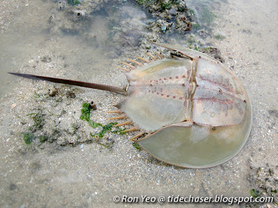Coastal Horseshoe Crab (Tachypleus gigas)
