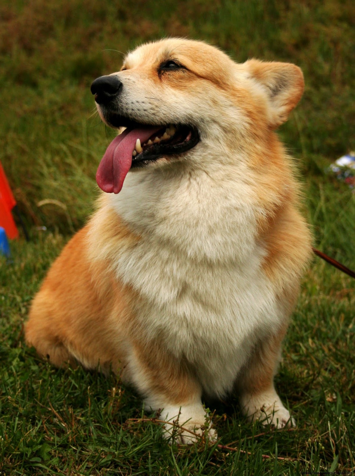 Pembroke Welsh Corgi Dog Pembroke Welsh Corgi Dog