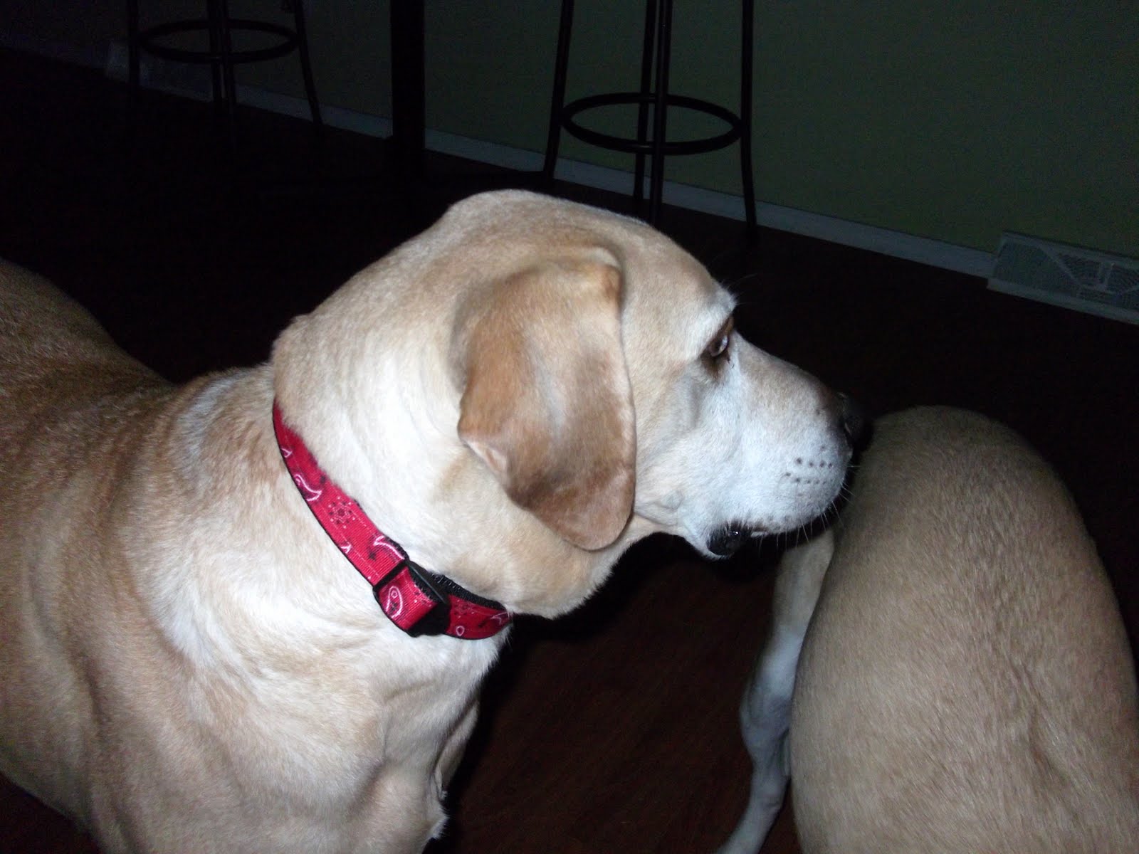 Hunter wearing his new collar. ...