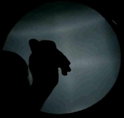 U I Useful And Interesting How To Make Hand Shadow Puppets