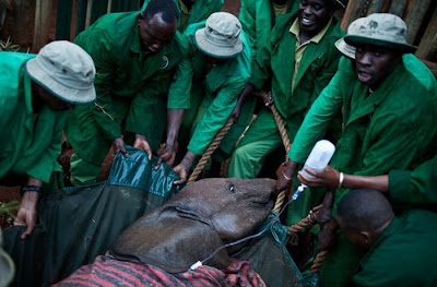 Kenya's Baby Elephant Orphanage Seen On www.coolpicturegallery.us