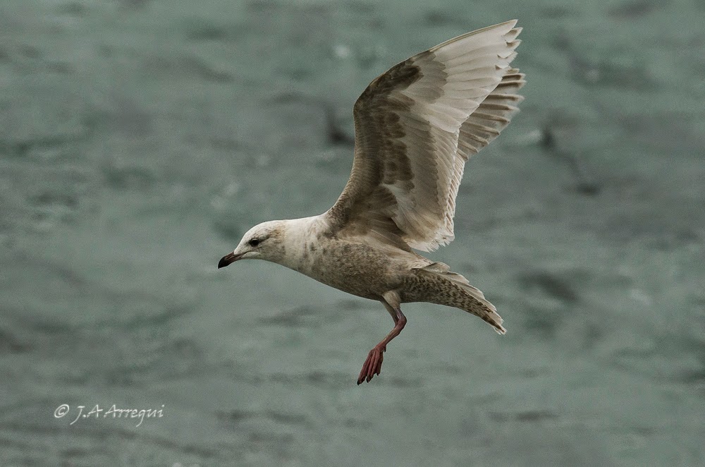 Gaviota groenlandesa, Larus galucoides kumlieni, Kumlien´s gull Gaviota groenlandesa, Larus galucoides kumlieni, Kumlien´s gull