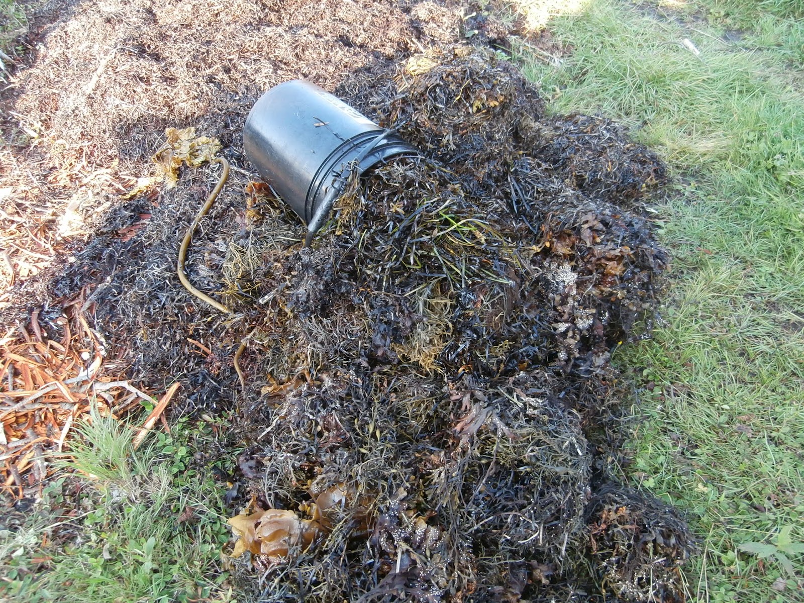 Bills Garden Tips Growing Veggies in Kelp